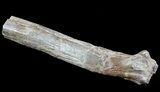 Edaphosaurus Spine (Vertebrae Process) Section - Texas #67817-1